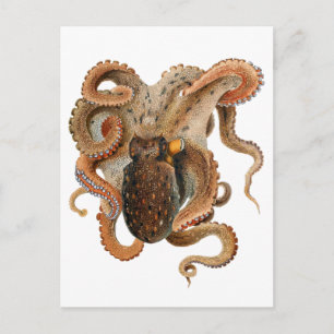 Cartão Postal Vintage Octopus Vulgaris, Animais da Vida Marinha