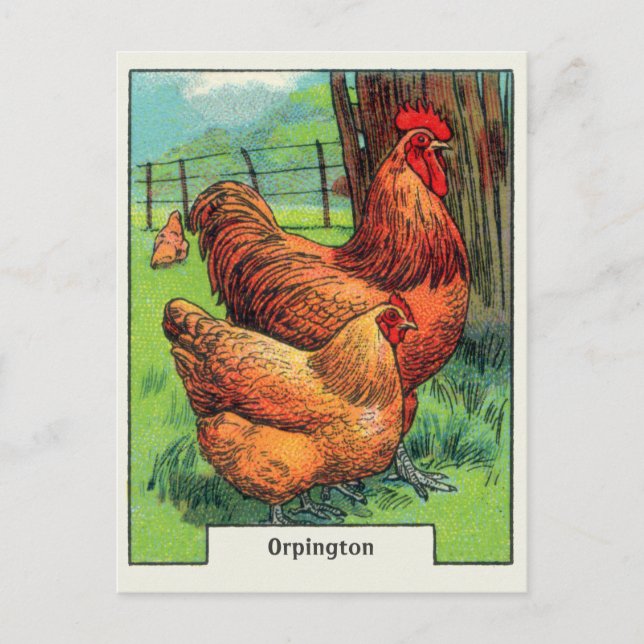 Cartão Postal Vintage Orpington Chicken (Frente)