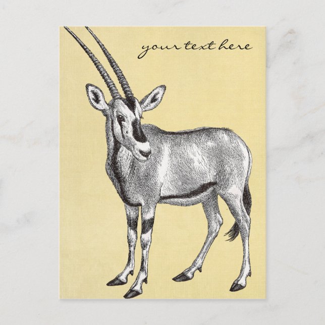 Cartão postal Vintage Oryx (Frente)
