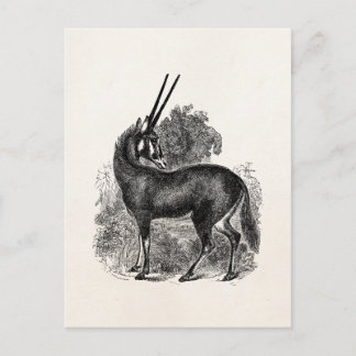 Cartão Postal Vintage Oryx Antelope Gazelle Animais Personalizad