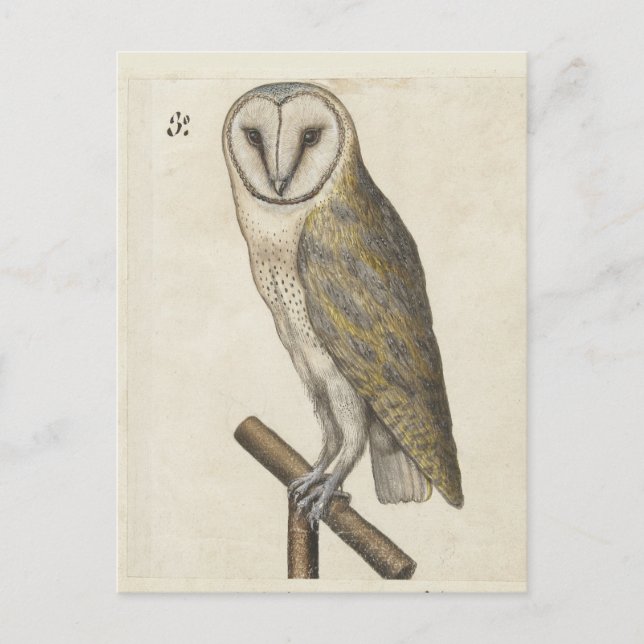 Cartão postal Vintage Owl (Frente)