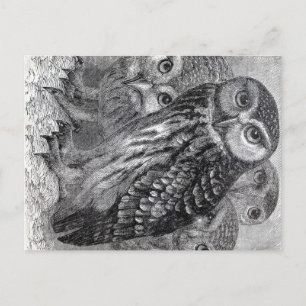 Cartão Postal Vintage Owls