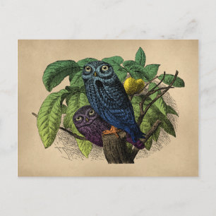 Cartão Postal Vintage Ownership Engraing Colorful