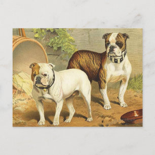 Cartão Postal Vintage Painting of English Bulldog