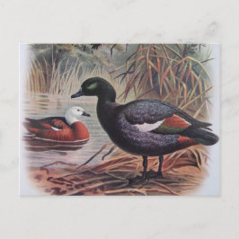 Cartão Postal Vintage Paradise Shelduck