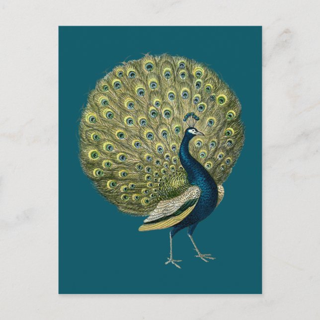Cartão Postal Vintage Peacock (Frente)