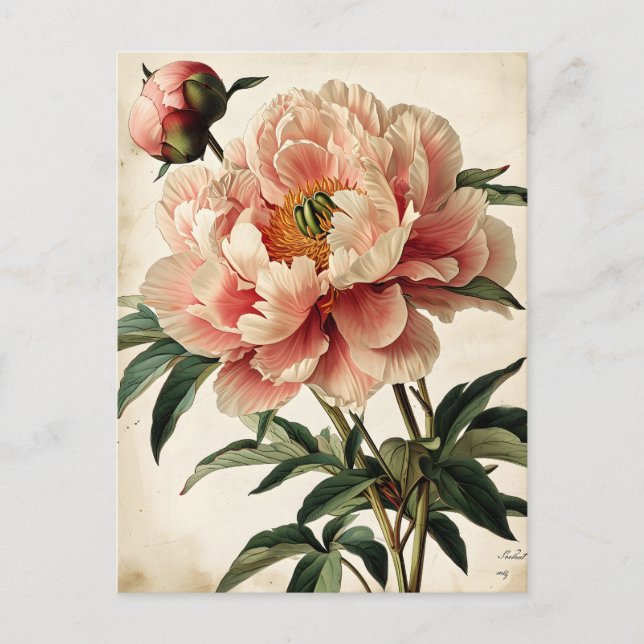 Cartão Postal Vintage Peonies (Frente)