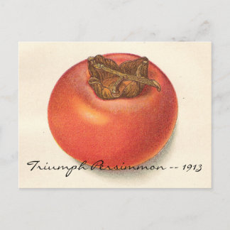Cartão postal Vintage Persimmon