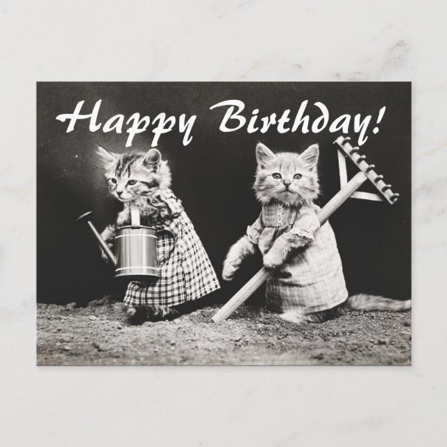 Cartão postal Vintage Photo Two Cats Gardening (Frente)