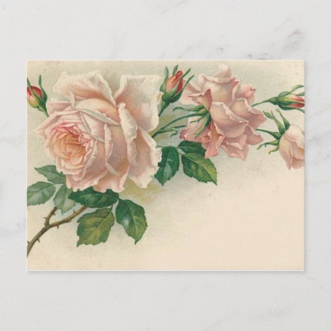 Cartão Postal Vintage Pink Rose (Frente)