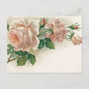 Cartão Postal Vintage Pink Rose