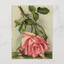 Cartão Postal Vintage Pink Rose