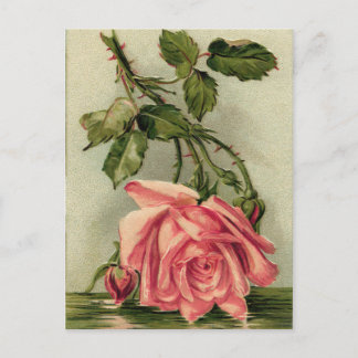 Cartão Postal Vintage Pink Rose