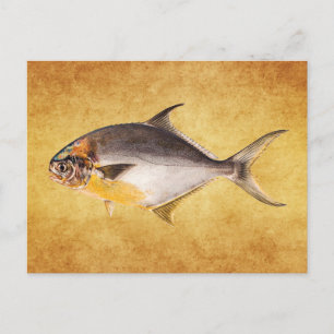 Cartão Postal Vintage Pompano Fish - Jogo Peixes Modelo Vazio