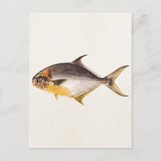 Cartão Postal Vintage Pompano Fish - Jogo Peixes Modelo Vazio