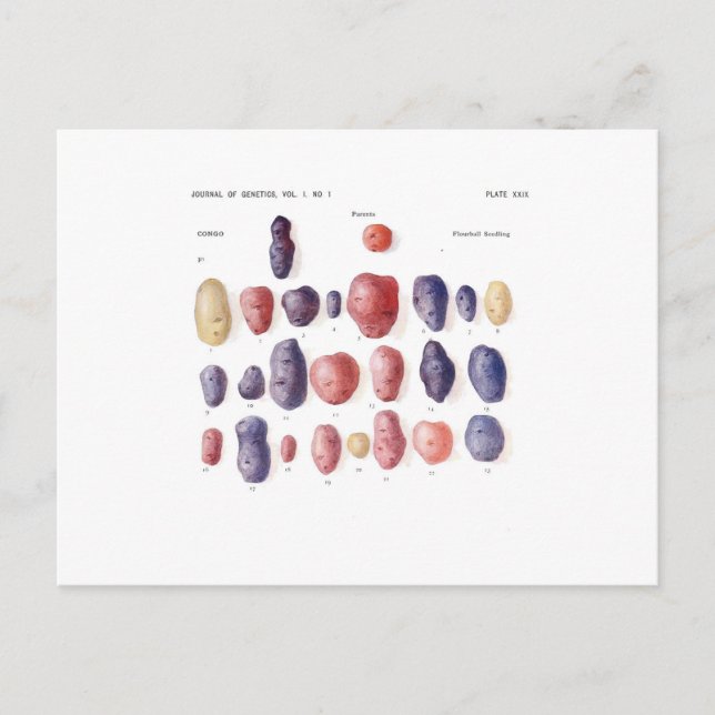 Cartão Postal Vintage Potato Botânico Impressão (Frente)