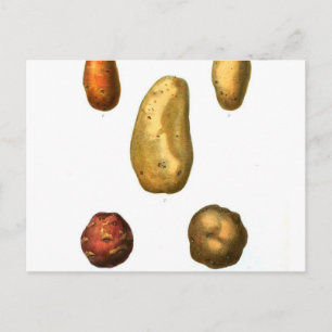 Cartão Postal Vintage Potato Botânico Impressão