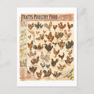 Cartão Postal Vintage Pratt's Poultry Comida Chicken Advertiseme