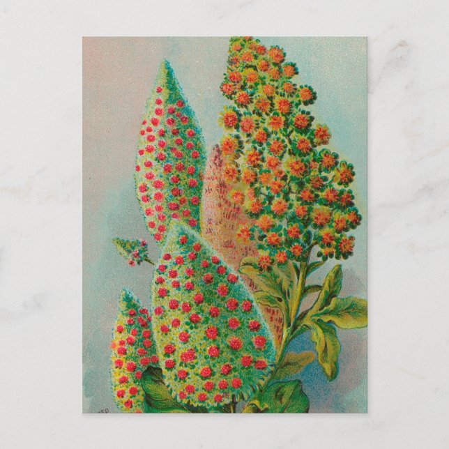 Cartão Postal Vintage: publicidade agrícola - (Frente)