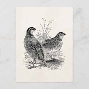 Cartão Postal Vintage Quail Birds - Pássaro Retro Personalizado