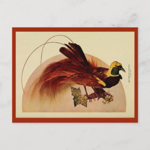 Cartão Postal Vintage red bird of paraíso color littho