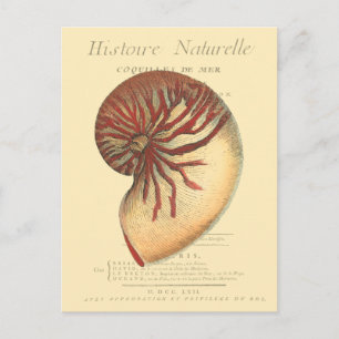 Cartão Postal Vintage Red Conch Shell