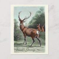 Vintage Red Deer Stag Coloriu Saudações da Estação