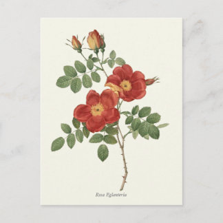 Cartão Postal Vintage Red e Yellow Rose Botanic Impressão