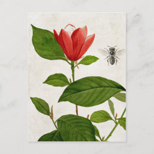 Cartão Postal Vintage Red Flower and Bee