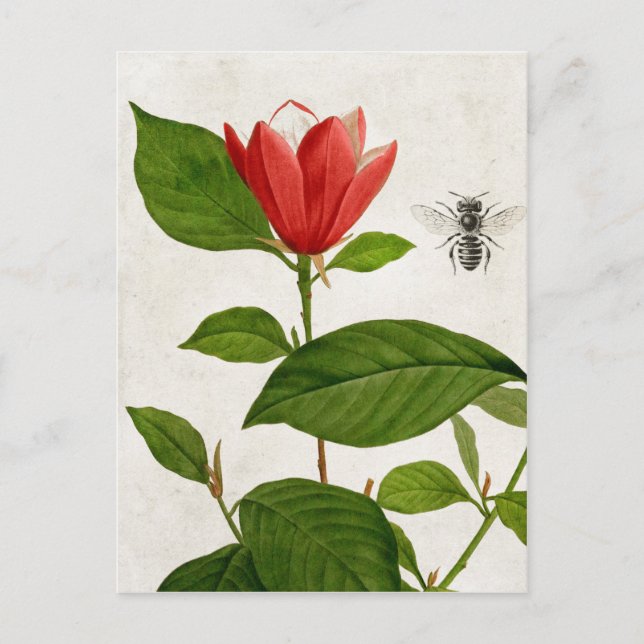 Cartão Postal Vintage Red Flower and Bee (Frente)