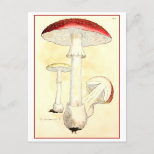 Cartão Postal Vintage Red Toadstool / Ilustração do Cogumelo