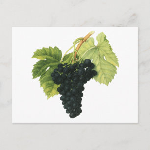 Cartão Postal Vintage Red Wine Organic Graph Cluster, Comida Fru
