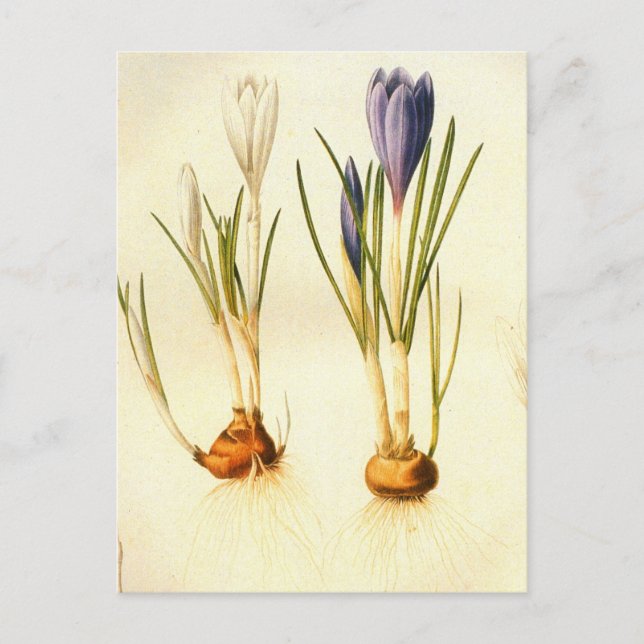Cartão postal Vintage Redoute Crocus (Frente)