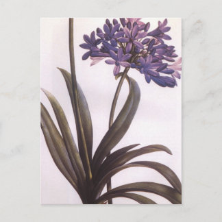 Cartão Postal Vintage Redoute Purple Flower Postcard