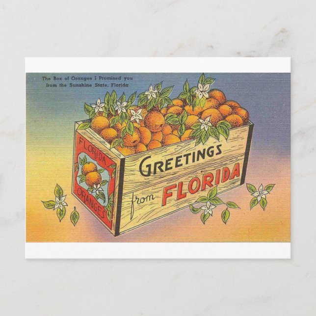 Cartão Postal Vintage Retro Florida Orange (Frente)