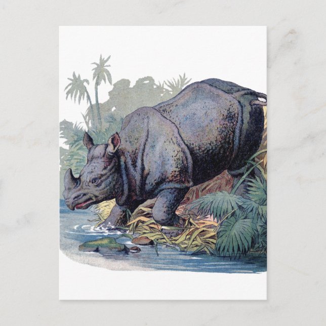 Cartão Postal Vintage Rhino (Frente)
