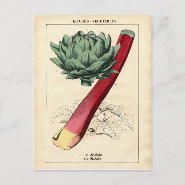 Cartão Postal Vintage Rhubarb Impressão Botânico (Frente)