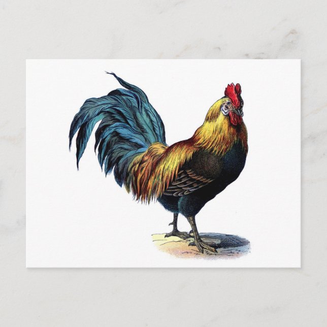 Cartão Postal Vintage Rooster (Frente)