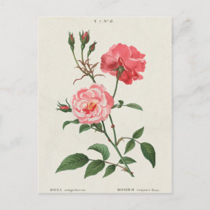 Cartão Postal Vintage Rosa Flowers