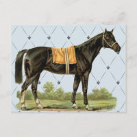 Cartão postal Vintage Saddle Horse