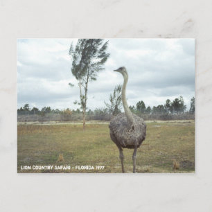 Cartão Postal Vintage Safari de Avestruz 1977