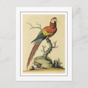 Cartão Postal Vintage Scarlet Macaw Parrots Bird Ilustração