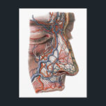 Cartão Postal Vintage Science Anatomia Humana, Face com Nariz<br><div class="desc">Ilustração vítrea da saúde humana e desenho da anatomia apresentando uma face de perfil sem pele apresentando nariz,  lábio superior e testa com vasos sanguíneos,  veias,  ligamentos,  tendões e músculos. Os olhos estão fechados. design excelente para geeks de ciência e biologia.</div>