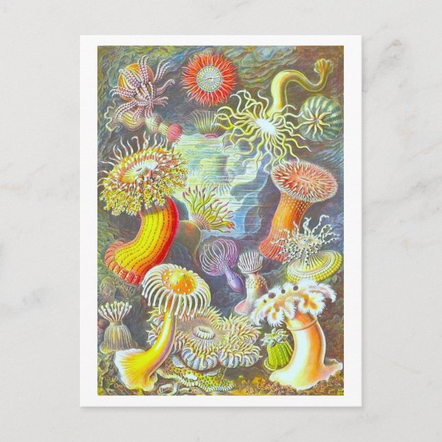 Cartão Postal Vintage Sea Anemone Illustration Postcard (Frente)