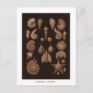 Cartão postal Vintage Sea Life Illustration