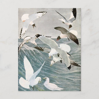 Cartão Postal Vintage Seagull Ocean Bird Beach Summer Seaside