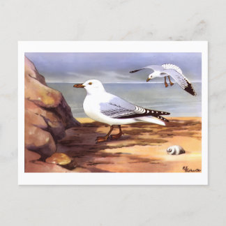 Cartão Postal Vintage Seagulls Ornithology impressão R E Todhunt