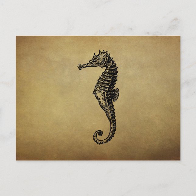 Cartão Postal Vintage Seahorse Illustration (Frente)