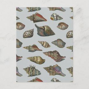 Cartão Postal Vintage Seashells
