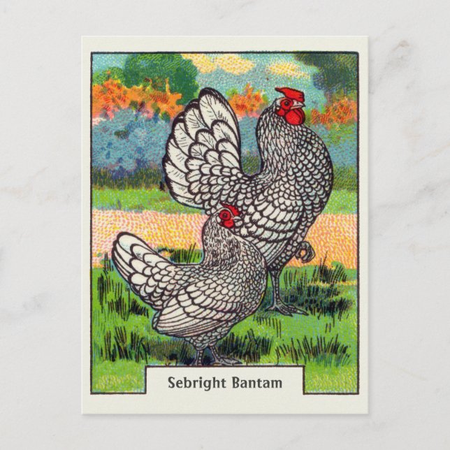 Cartão Postal Vintage Sebright Bantam Chicken (Frente)